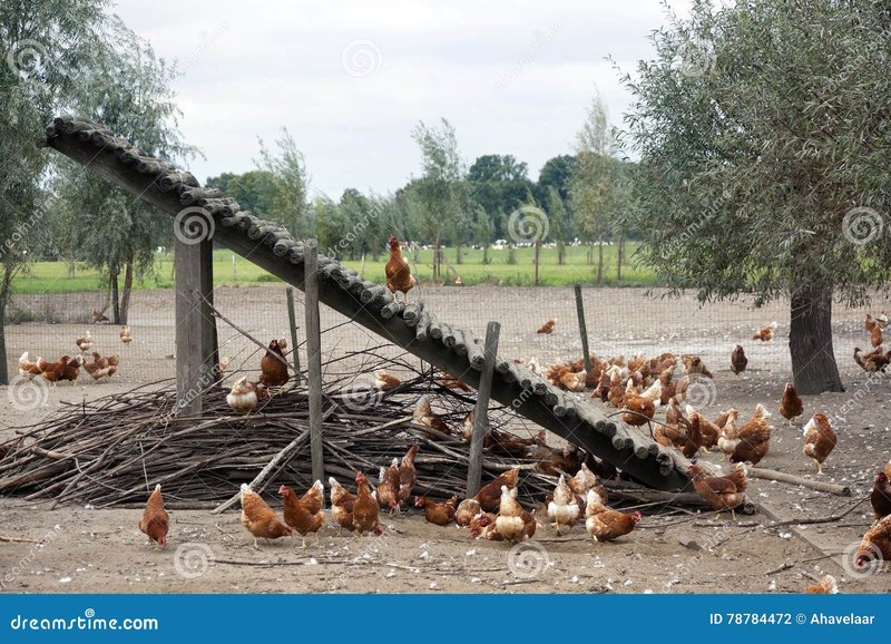 Best chicken road online in Netherlands